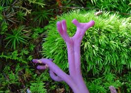 Attēlu rezultāti vaicājumam “Clavulina amethystina”