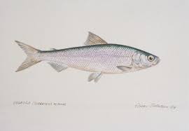 Image result for Coregonus albula