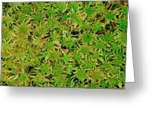 Attēlu rezultāti vaicājumam “Sphagnum fallax”