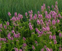 Attēlu rezultāti vaicājumam “Stachys officinalis”
