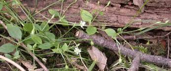 Attēlu rezultāti vaicājumam “Moehringia trinervia bud”