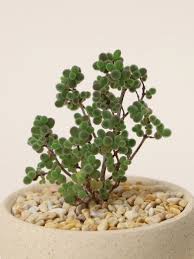 Attēlu rezultāti vaicājumam “Diderma globosum”