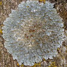 Attēlu rezultāti vaicājumam “Trichia alpina sessile”