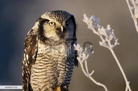 Image result for Surnia ulula