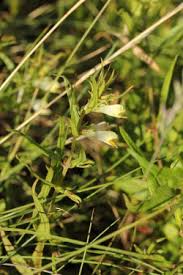 Attēlu rezultāti vaicājumam “Melampyrum pratense leaf”