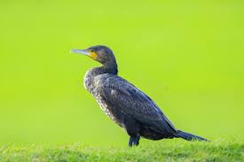 Image result for Phalacrocorax carbo
