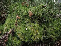 Attēlu rezultāti vaicājumam “Sphagnum angustifolium”