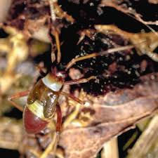 Attēlu rezultāti vaicājumam “Closterotomus biclavatus”