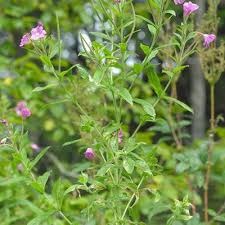 Attēlu rezultāti vaicājumam “Epilobium hirsutum”