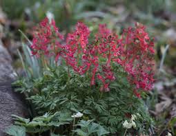 Attēlu rezultāti vaicājumam “Corydalis solida flower”