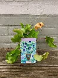 Image result for Eryngium `Blue Hobbit`