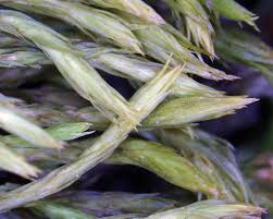 Attēlu rezultāti vaicājumam “Orthotrichum speciosum sporophyte”