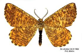 Attēlu rezultāti vaicājumam “Angerona prunaria”