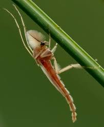 Attēlu rezultāti vaicājumam “Nematocera”