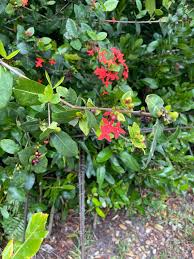 Attēlu rezultāti vaicājumam “Geranium bohemicum fruit”