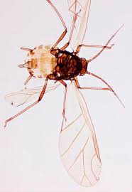 Attēlu rezultāti vaicājumam “Aphis fabae”