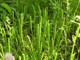 Attēlu rezultāti vaicājumam “Myosurus minimus”