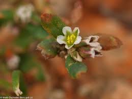 Attēlu rezultāti vaicājumam “Polygonum arenastrum flower”