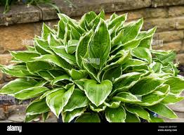 Image result for Hosta fortunei albomarginata