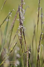 Attēlu rezultāti vaicājumam “Nardus stricta”