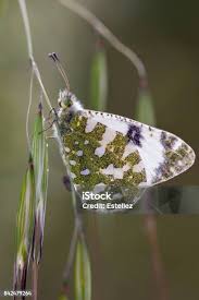 Attēlu rezultāti vaicājumam “Anthocharis cardamines”