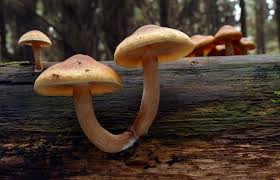 Attēlu rezultāti vaicājumam “Gymnopilus picreus”