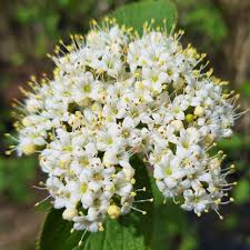 Attēlu rezultāti vaicājumam “Viburnum lantana  flower”