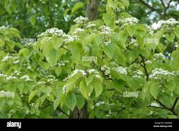 Attēlu rezultāti vaicājumam “Sorbus alnifolia”