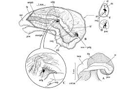 Image result for Melongena corona