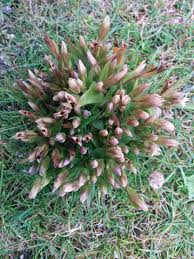 Attēlu rezultāti vaicājumam “Gentianella amarella”