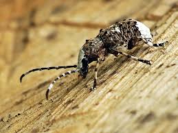 Attēlu rezultāti vaicājumam “Platystomos albinus”