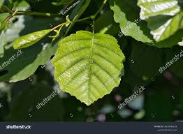 Attēlu rezultāti vaicājumam “Alnus glutinosa leaf”