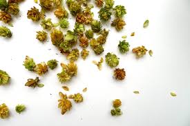 Attēlu rezultāti vaicājumam “Humulus lupulus bud”