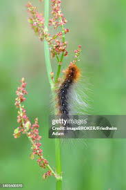 Attēlu rezultāti vaicājumam “Arctia caja larva”