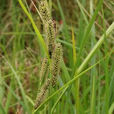 Attēlu rezultāti vaicājumam “Carex acutiformis flower”