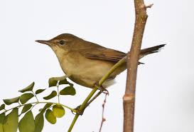 Attēlu rezultāti vaicājumam “Acrocephalus dumetorum”