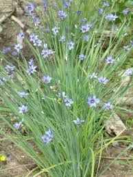 Attēlu rezultāti vaicājumam “Sisyrinchium montanum”