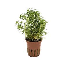 Attēlu rezultāti vaicājumam “Hottonia palustris fruit”