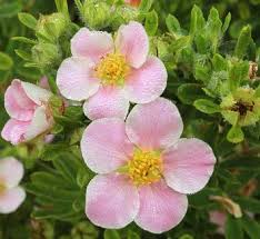 Attēlu rezultāti vaicājumam “Pentaphylloides fruticosa flower”