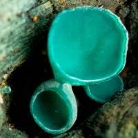 Attēlu rezultāti vaicājumam “Chlorociboria aeruginascens”