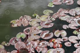 Attēlu rezultāti vaicājumam “Nymphaea candida”