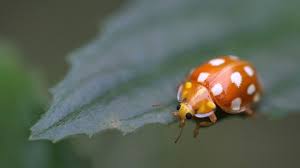 Attēlu rezultāti vaicājumam “Halyzia sedecimguttata”