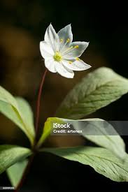 Attēlu rezultāti vaicājumam “Trientalis europaea leaf”