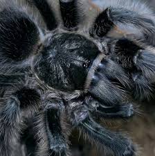 Znalezione obrazy dla zapytania Grammostola grossa