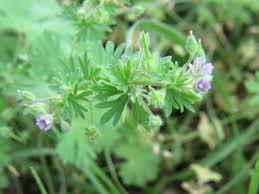 Attēlu rezultāti vaicājumam “Geranium pusillum leaf”
