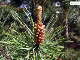 Attēlu rezultāti vaicājumam “Pinus sylvestris female flower”