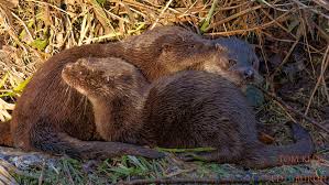 Image result for Eltham Otters