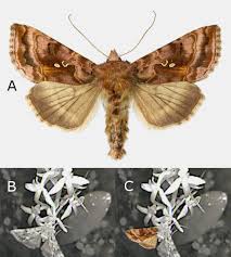Attēlu rezultāti vaicājumam “Autographa pulchrina”