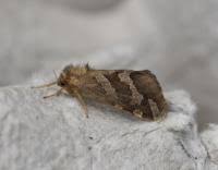 Attēlu rezultāti vaicājumam “Phymatopus hecta”