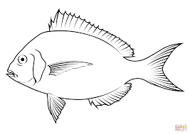 Image result for Stenotomus chrysops